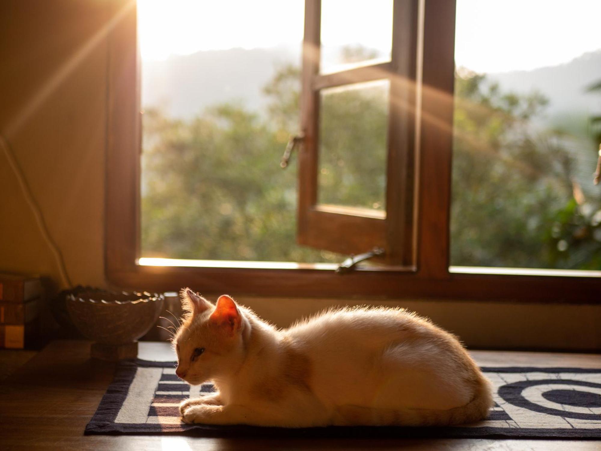 Singharaja Garden Agro Eco Lodge Pelawatta  Buitenkant foto